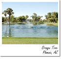 Orange Tree