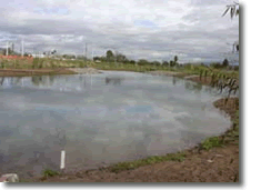 Rio Salado Wetlands
